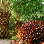 https://cdn.businessday.ng/wp-content/uploads/2025/04/Nigerias-Oil-Palm-Growers.png